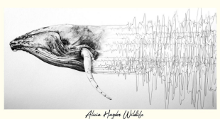 In need of a Tuning Fork: healing wildlife against noise&nbsp;pollution