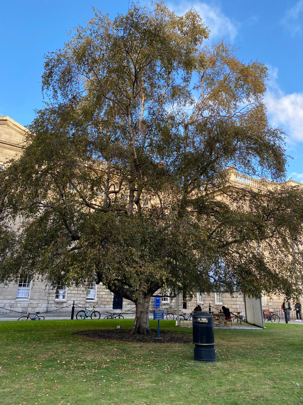 An Introduction to The Trees of&nbsp;Trinity