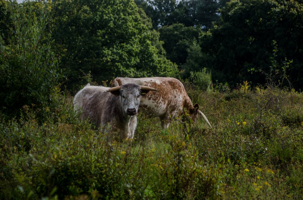 Rewilding in the Knepp Wildland