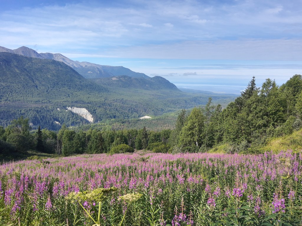 Medicinal Plants and the Limits to Protected Areas in the Anthropocene 