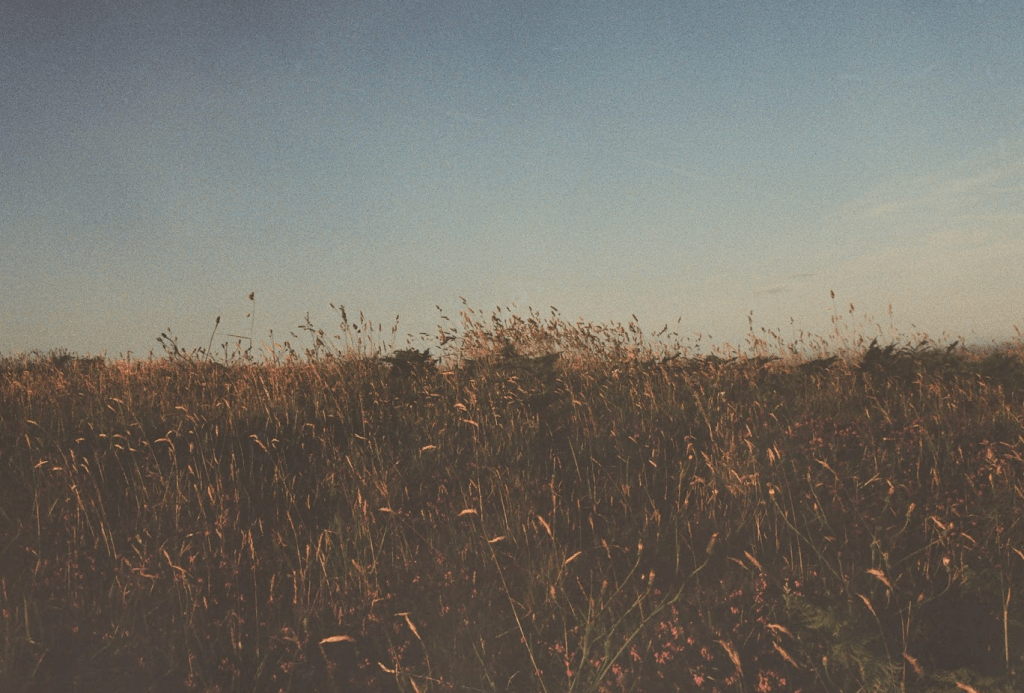 Replanting vs Rewilding