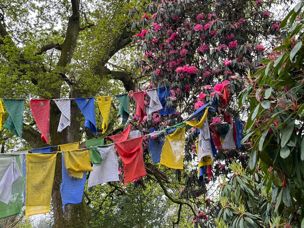 The Truth Behind So-Called “Pollinator Friendly” Plants: What Garden Centres Don’t Tell&nbsp;You