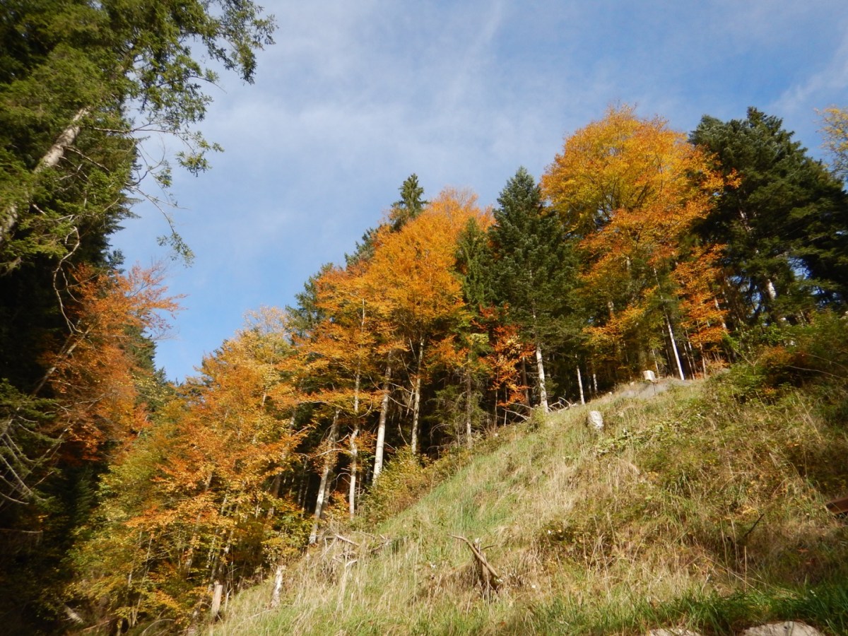 Secret social network: what we don’t know about&nbsp;trees