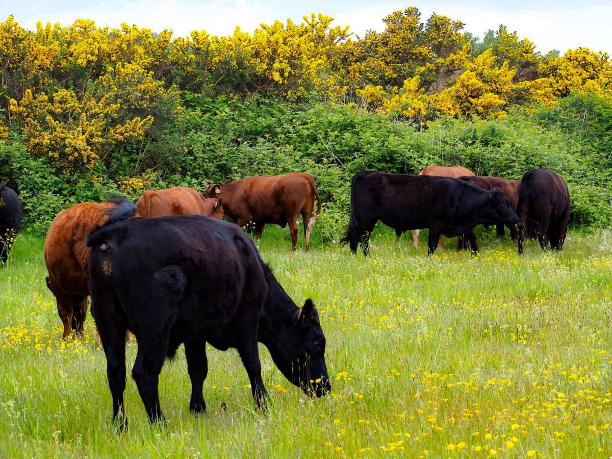 Pigs in the Forest, Hens on the Field: Rethinking Animal Welfare at Mulroy Meadow&nbsp;Farm