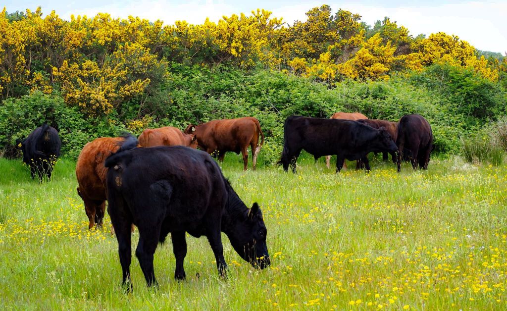 Pigs in the Forest, Hens on the Field: Rethinking Animal Welfare at Mulroy Meadow&nbsp;Farm