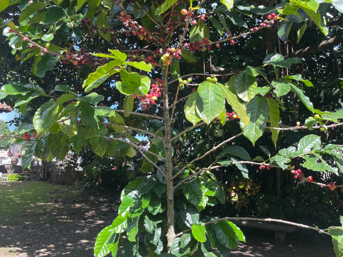 Coffee and my&nbsp;grandma